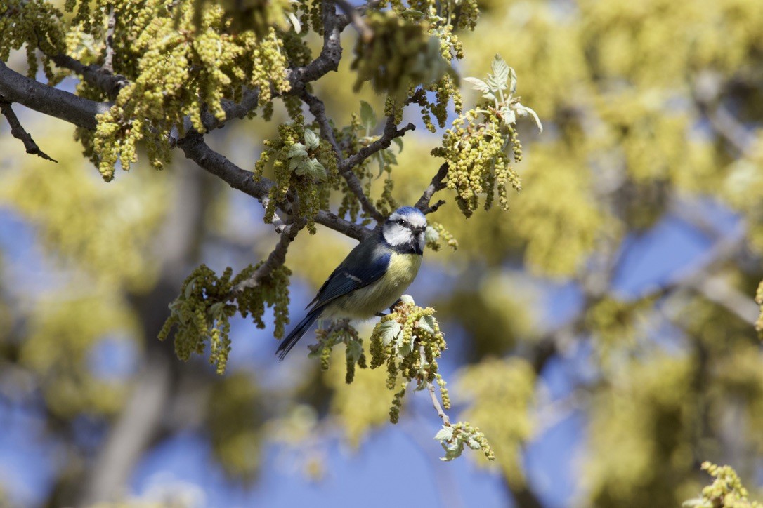 Eurasian Blue Tit - ML588643791