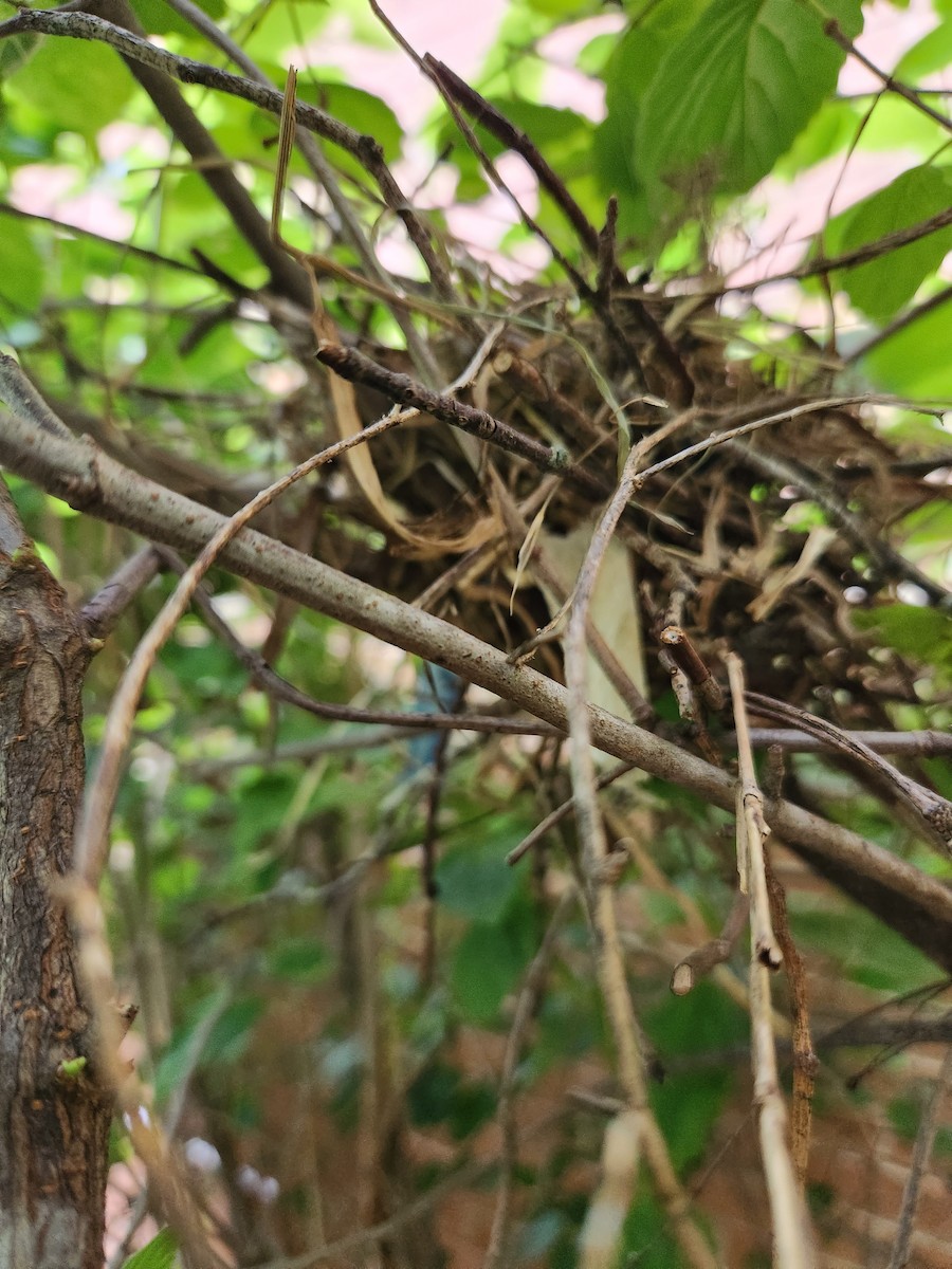 Mourning Dove - ML588643891