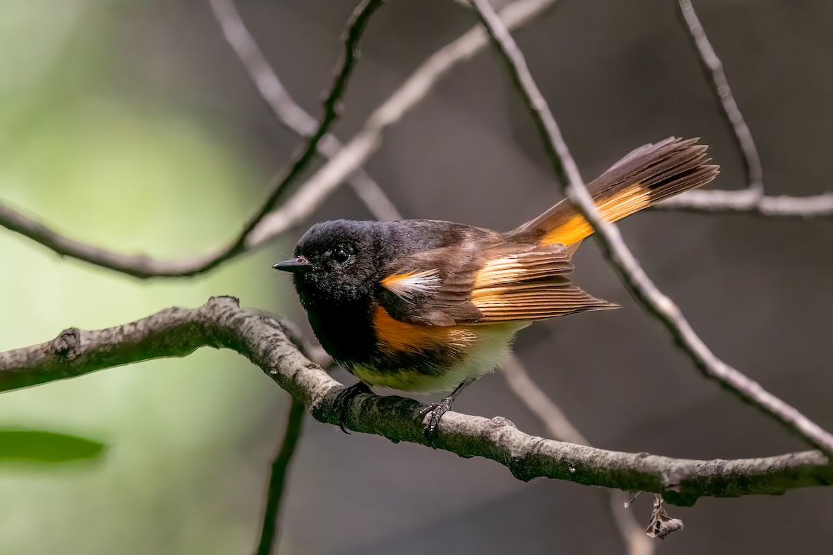 American Redstart - Quinn Diaz