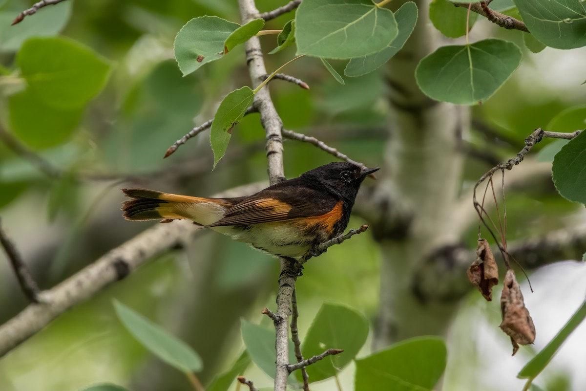 American Redstart - Quinn Diaz