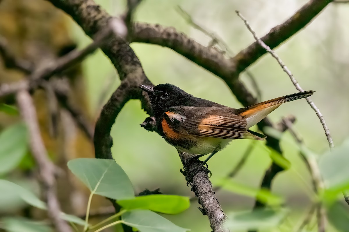 American Redstart - Quinn Diaz