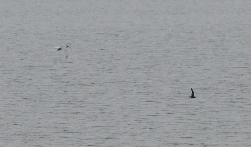 Leach's Storm-Petrel - ML588645411