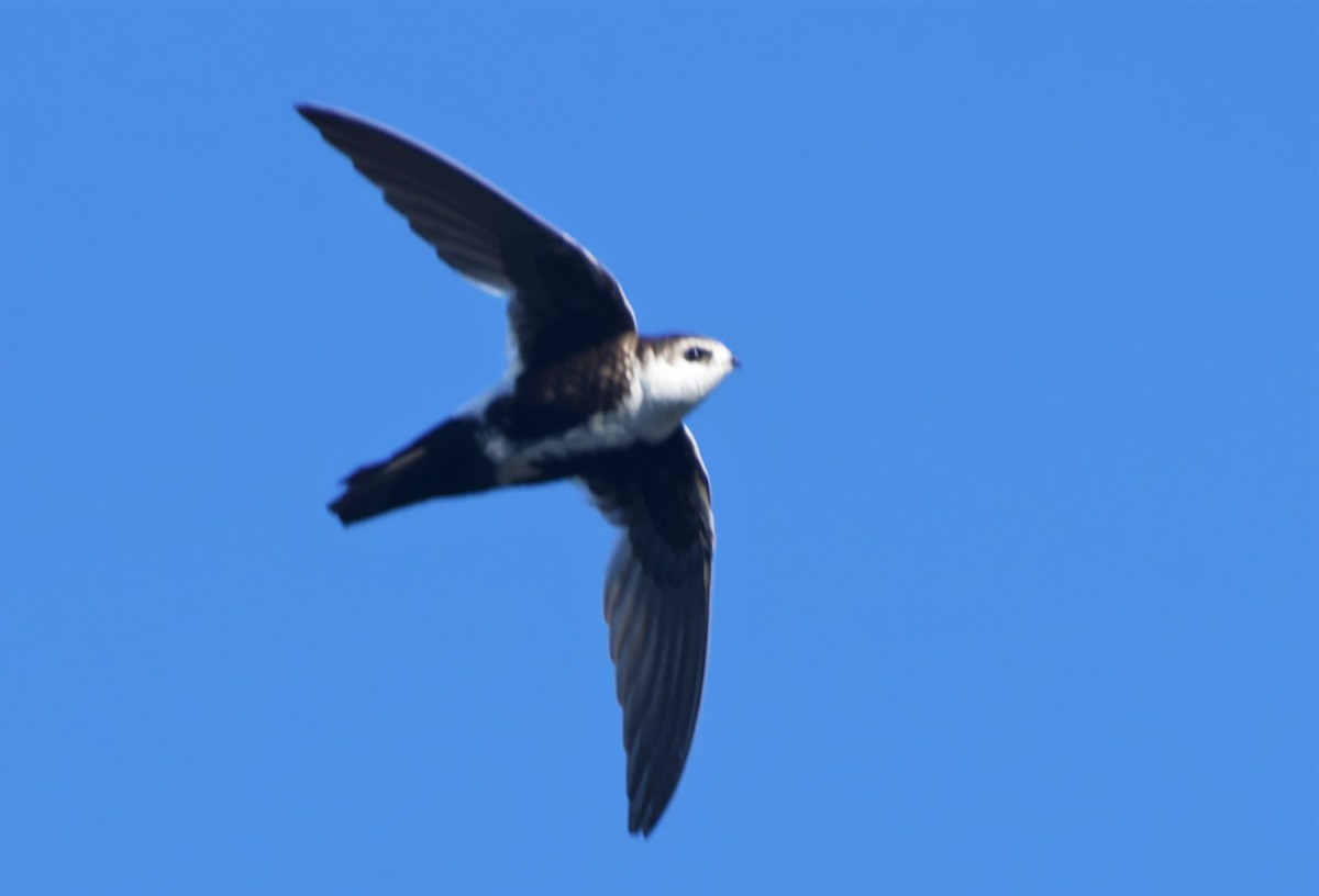 White-throated Swift - ML588645851