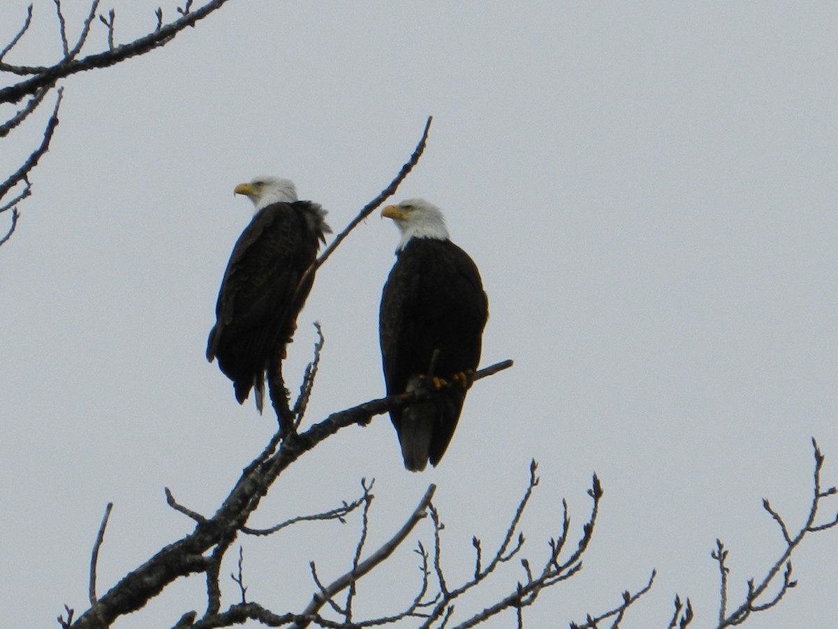 Bald Eagle - ML588647961