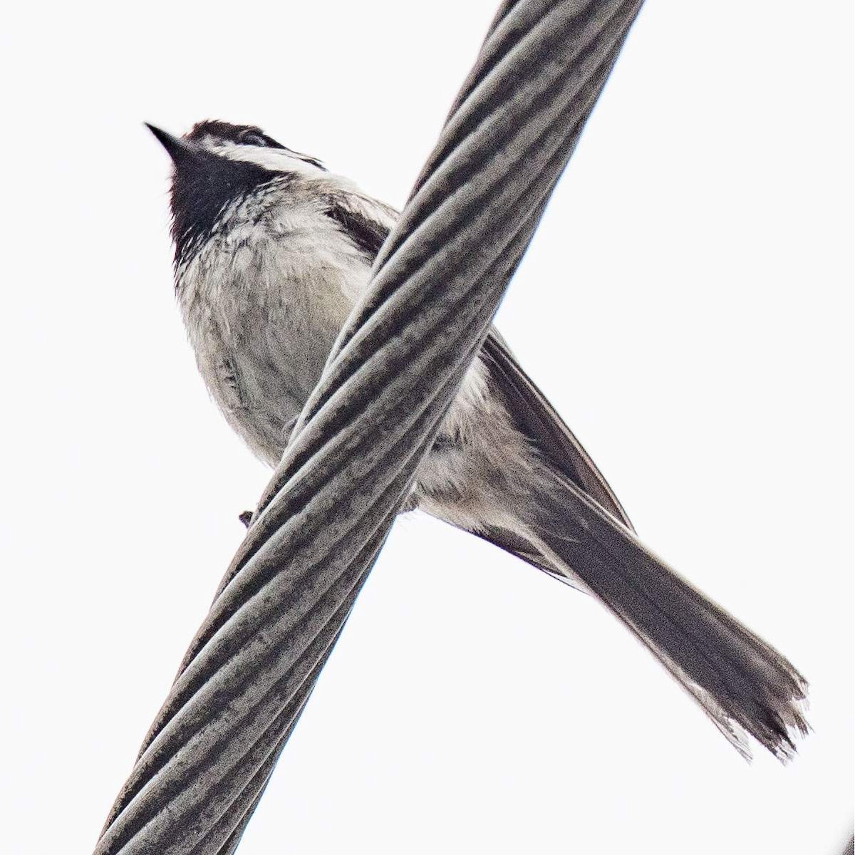 Black-capped Chickadee - ML588648001