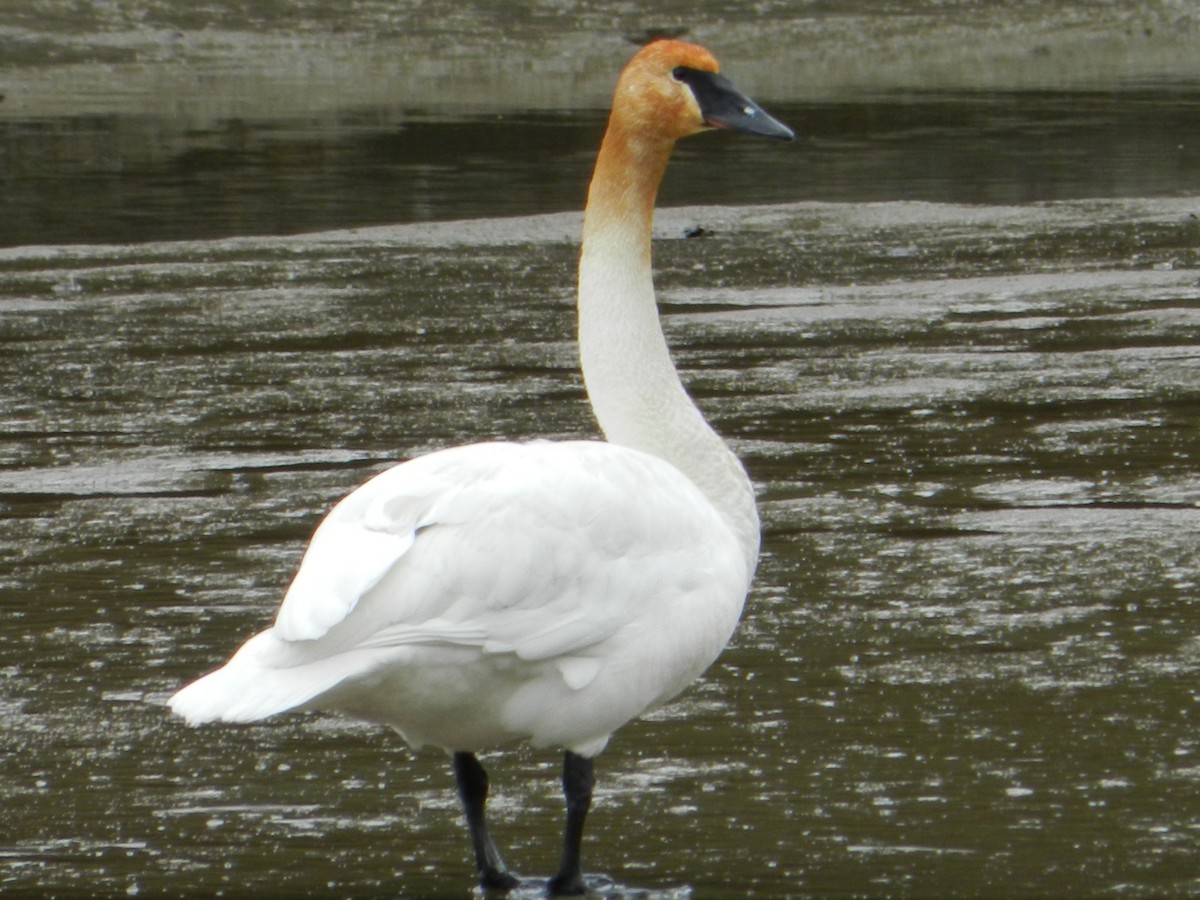 Trumpeter Swan - ML588648261