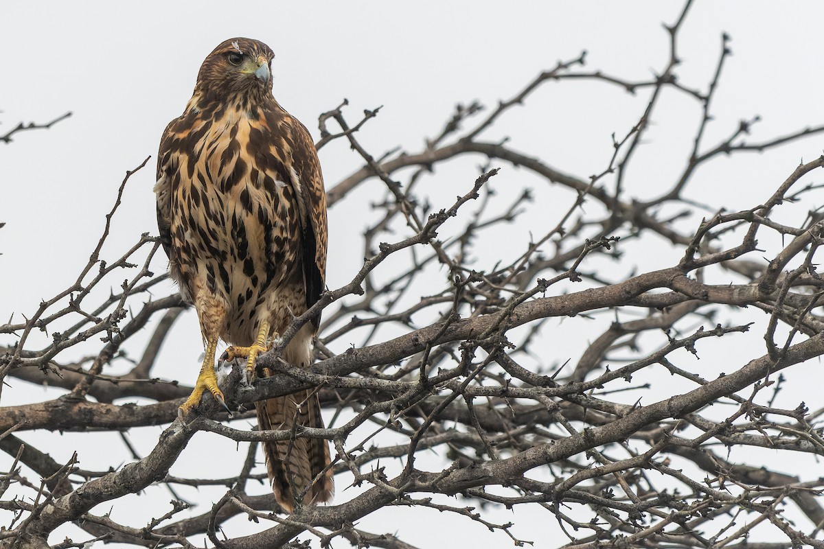 káně Harrisova (ssp. unicinctus) - ML588649851