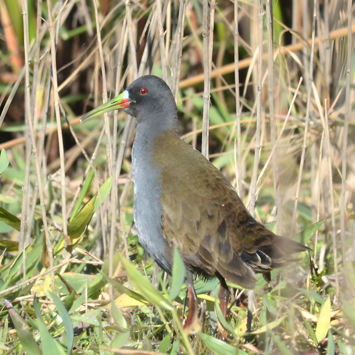 Plumbeous Rail - ML588650301