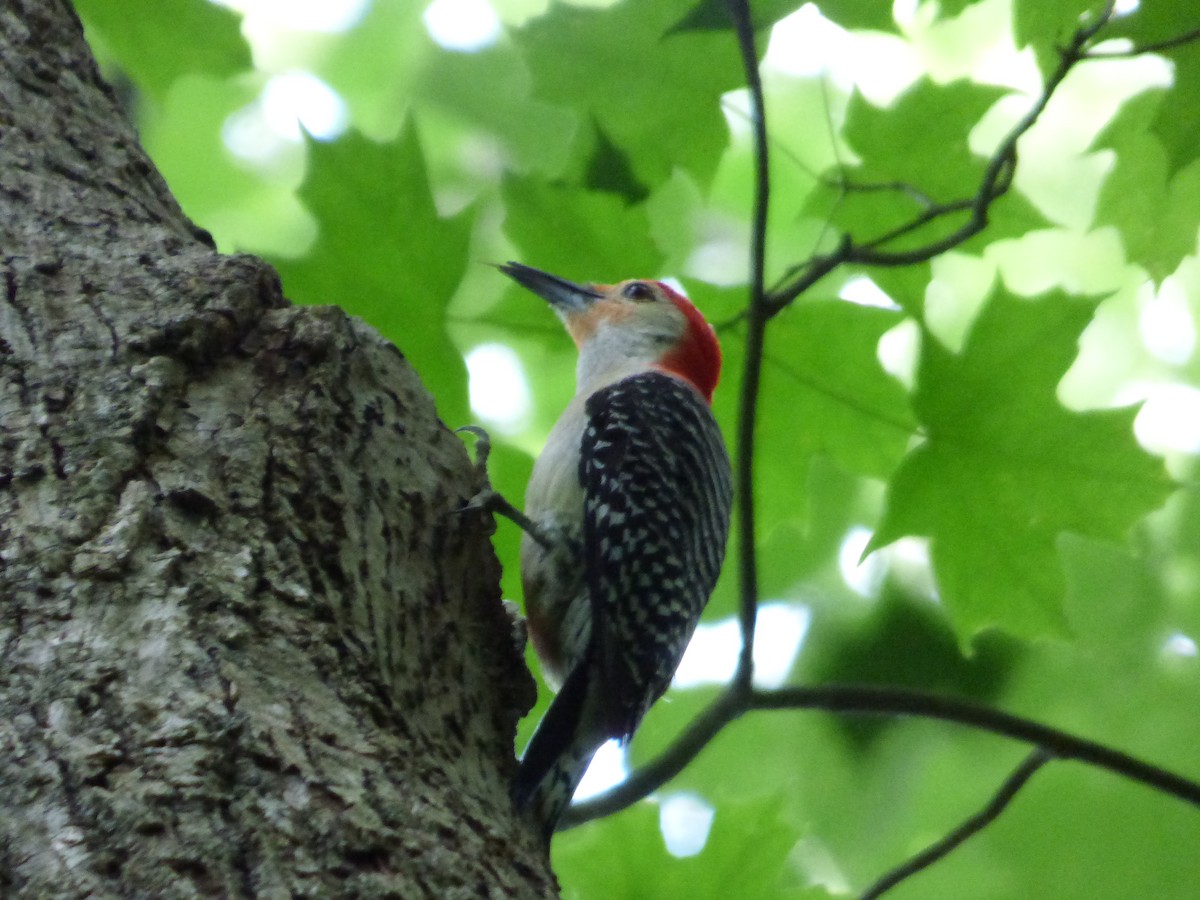 Red-bellied Woodpecker - ML588651301