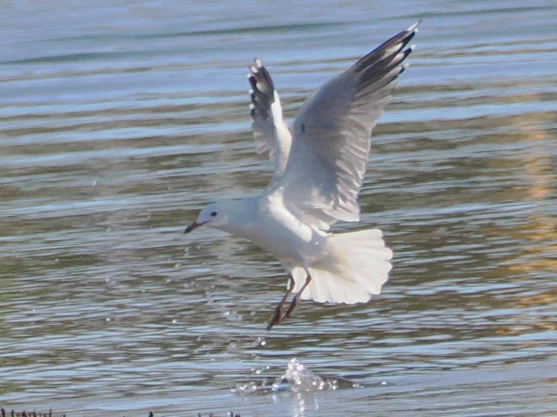 Silver Gull - ML588651401