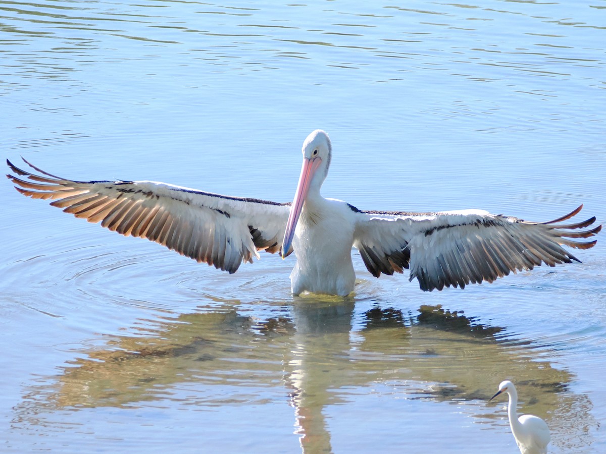 pelikán australský - ML588651491