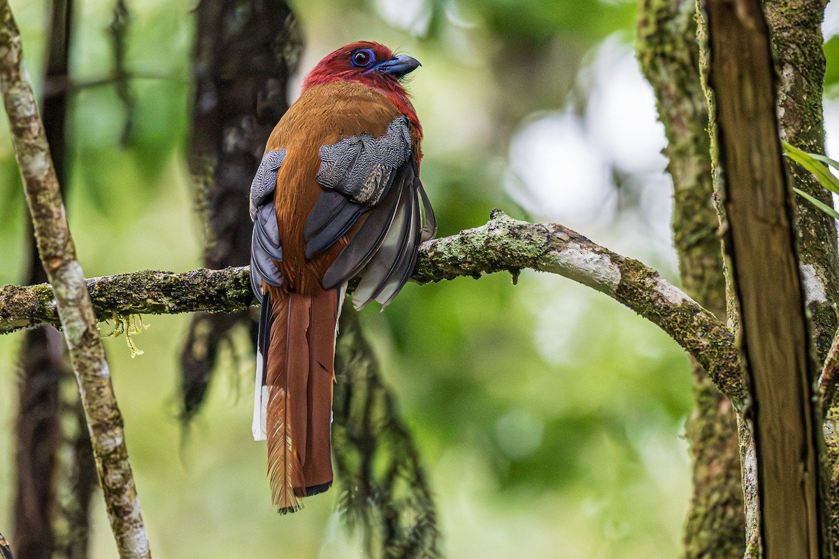Red-headed Trogon - ML588652361