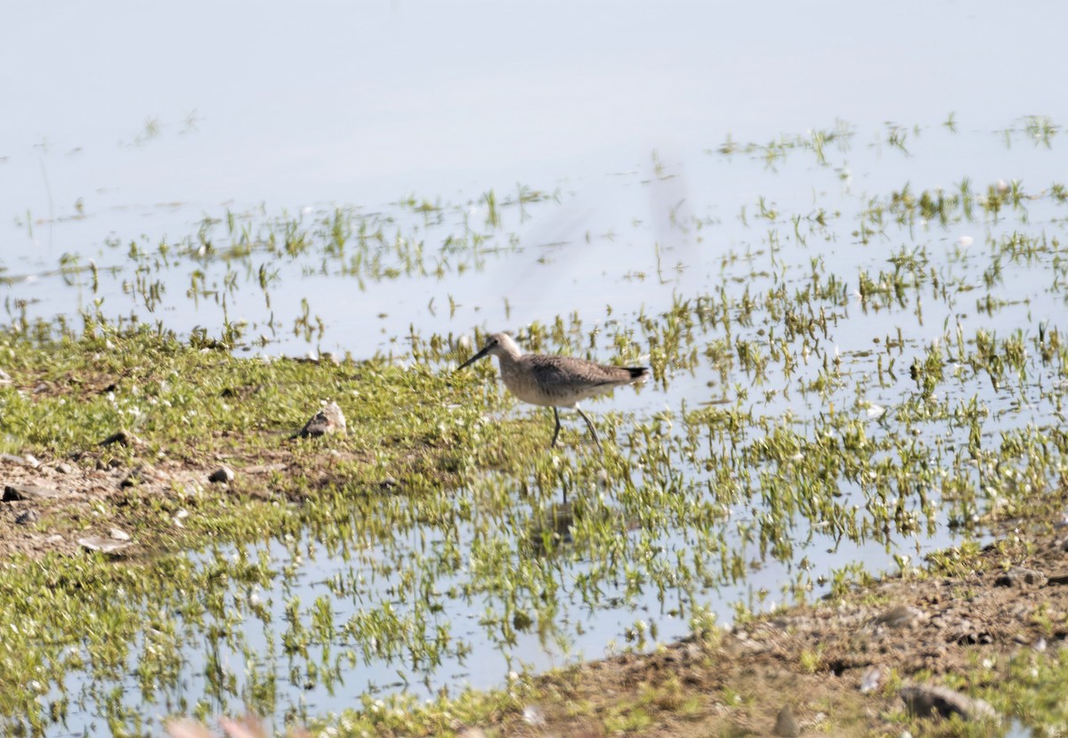 Willet (Western) - ML588654551