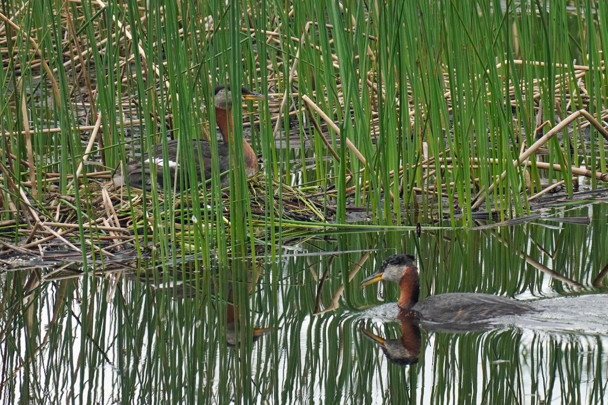 Red-necked Grebe - Susan Iannucci