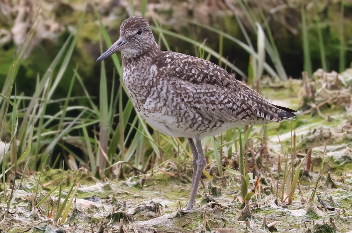 Willet - ML588655221