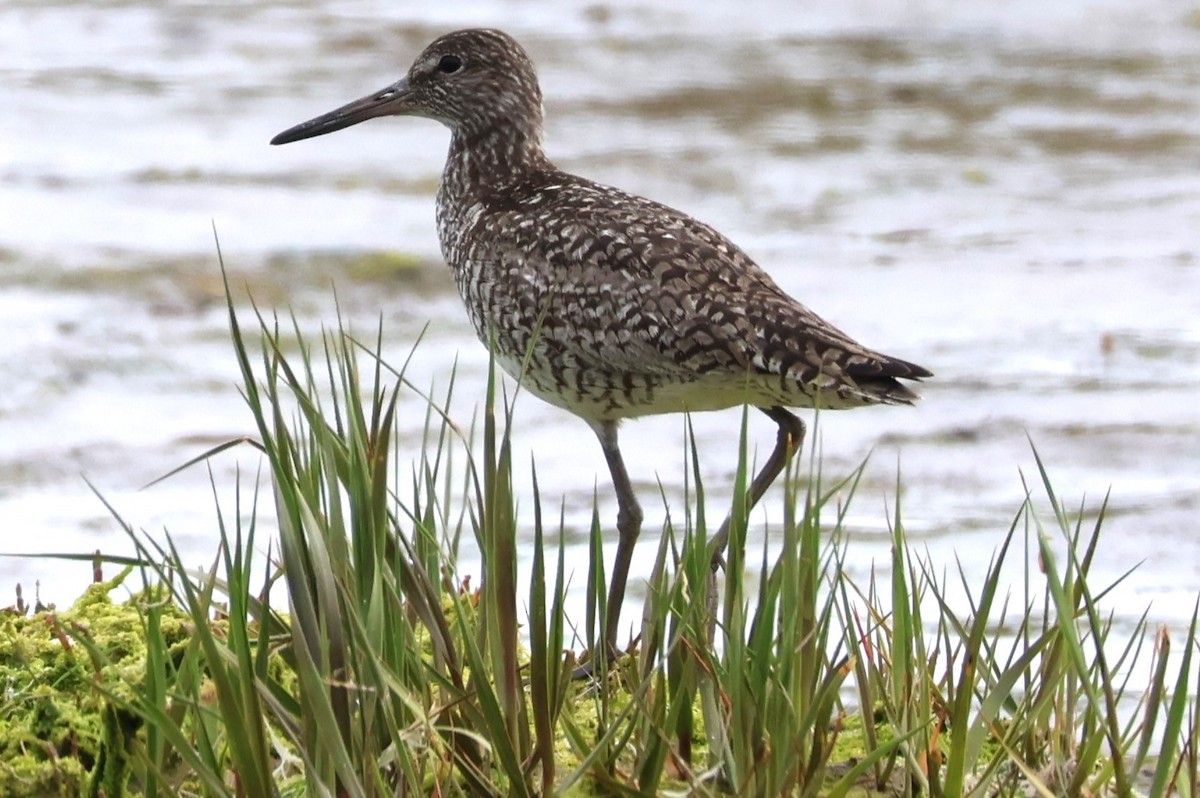 Willet - ML588655251