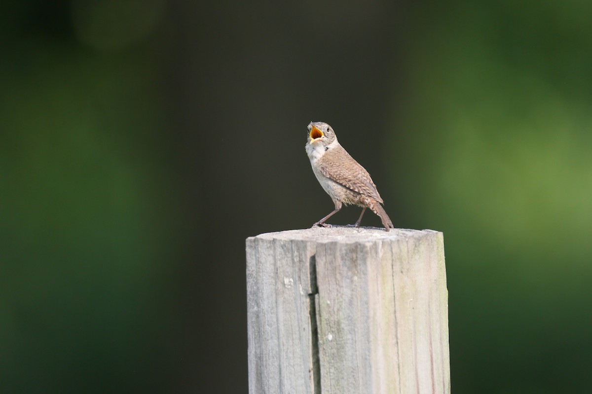 Northern House Wren - ML588656431