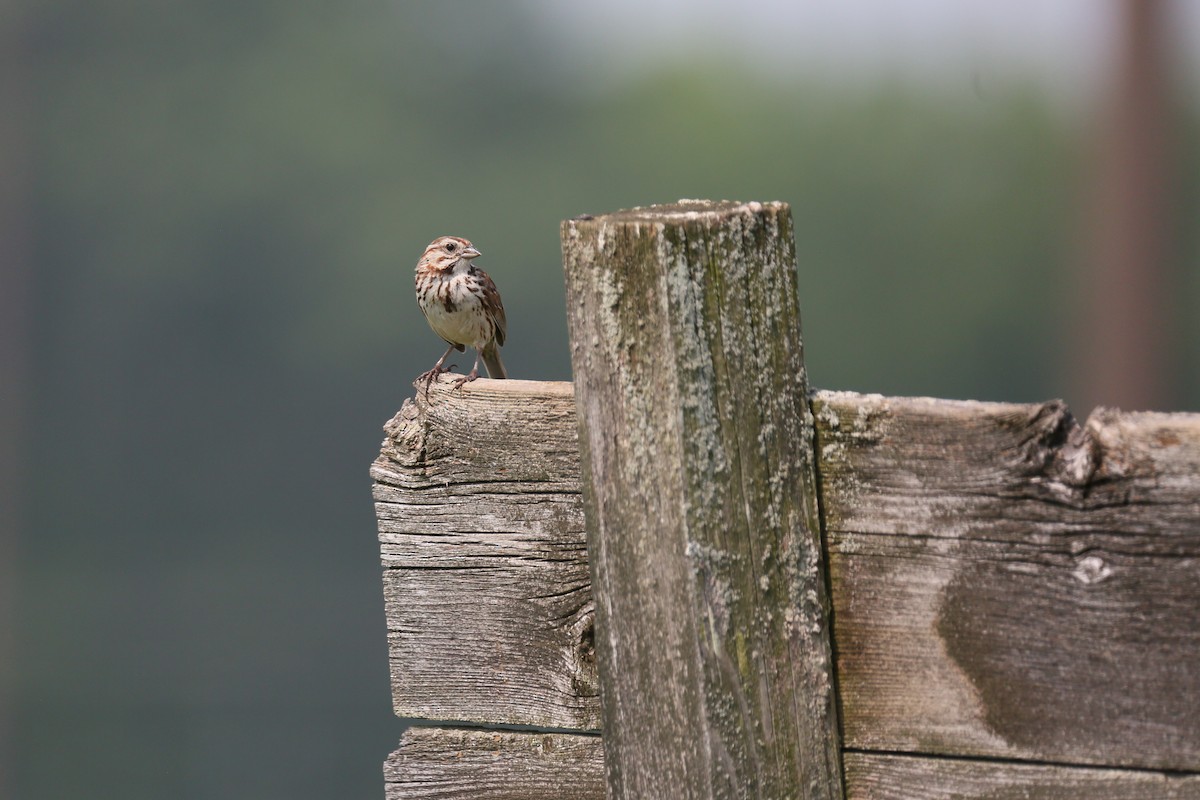 Song Sparrow - ML588656521