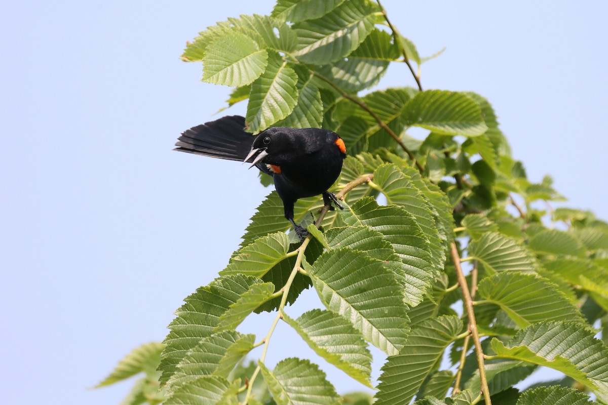 Red-winged Blackbird - Ron Sempier