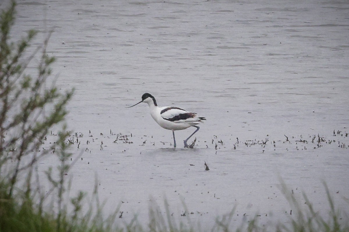 Pied Avocet - ML588656871