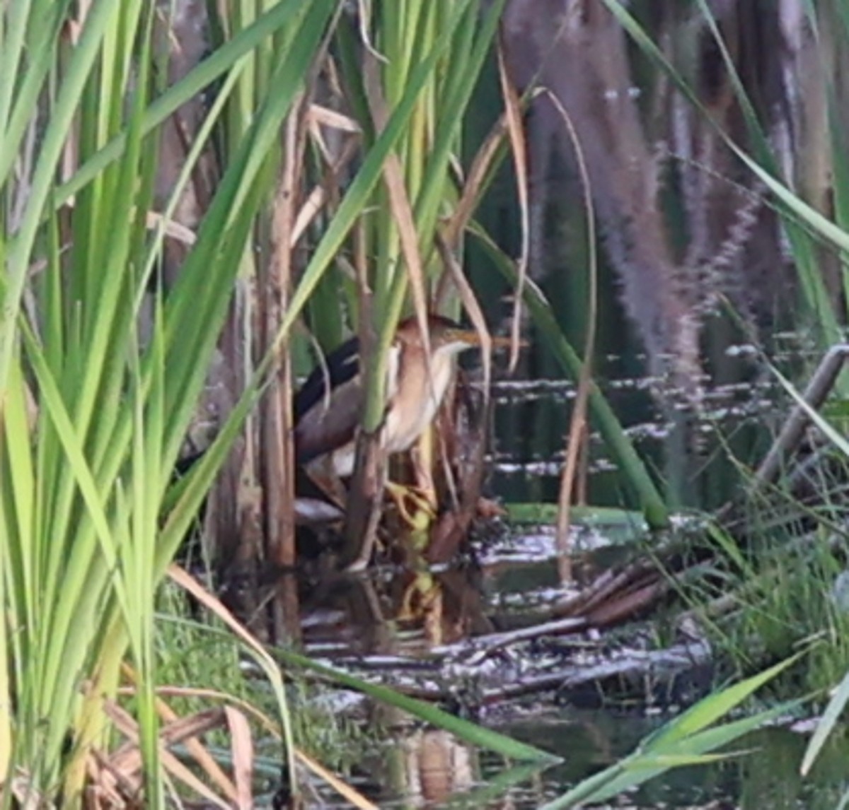 Least Bittern - Leo Weiskittel