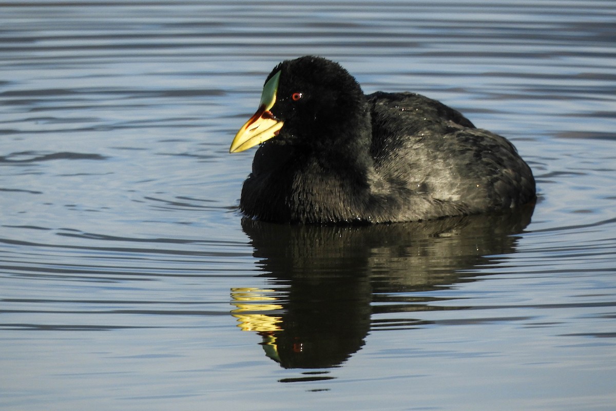 Red-gartered Coot - ML588657591