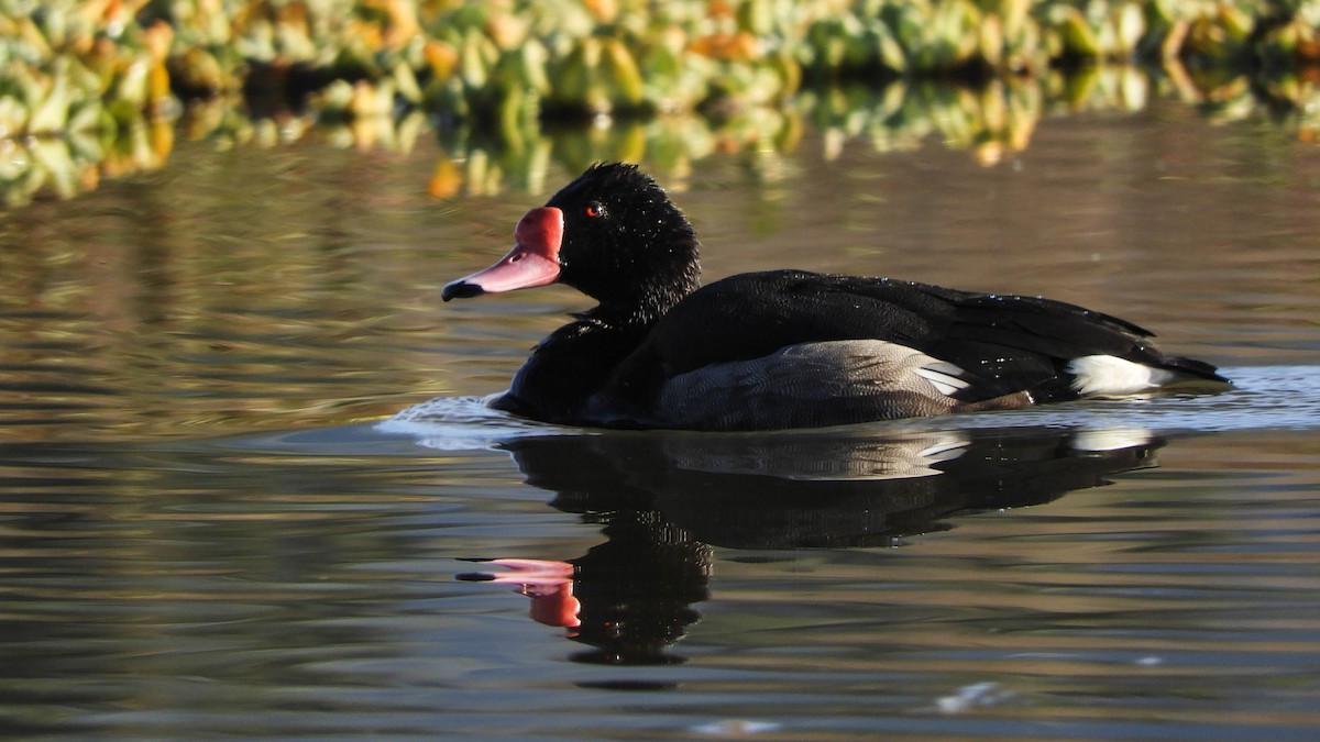 Rosy-billed Pochard - ML588657651
