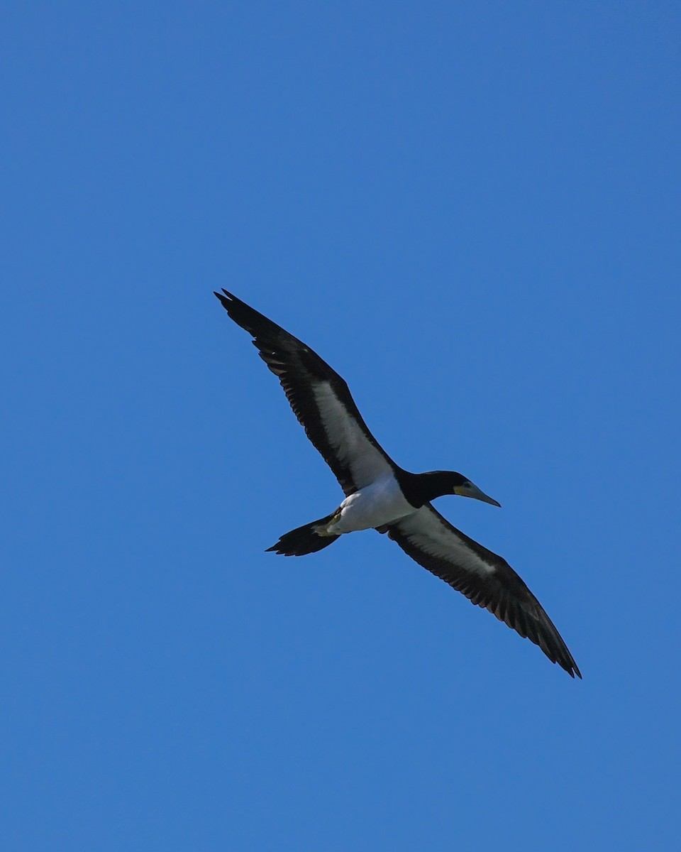 Brown Booby - Lupa Foto