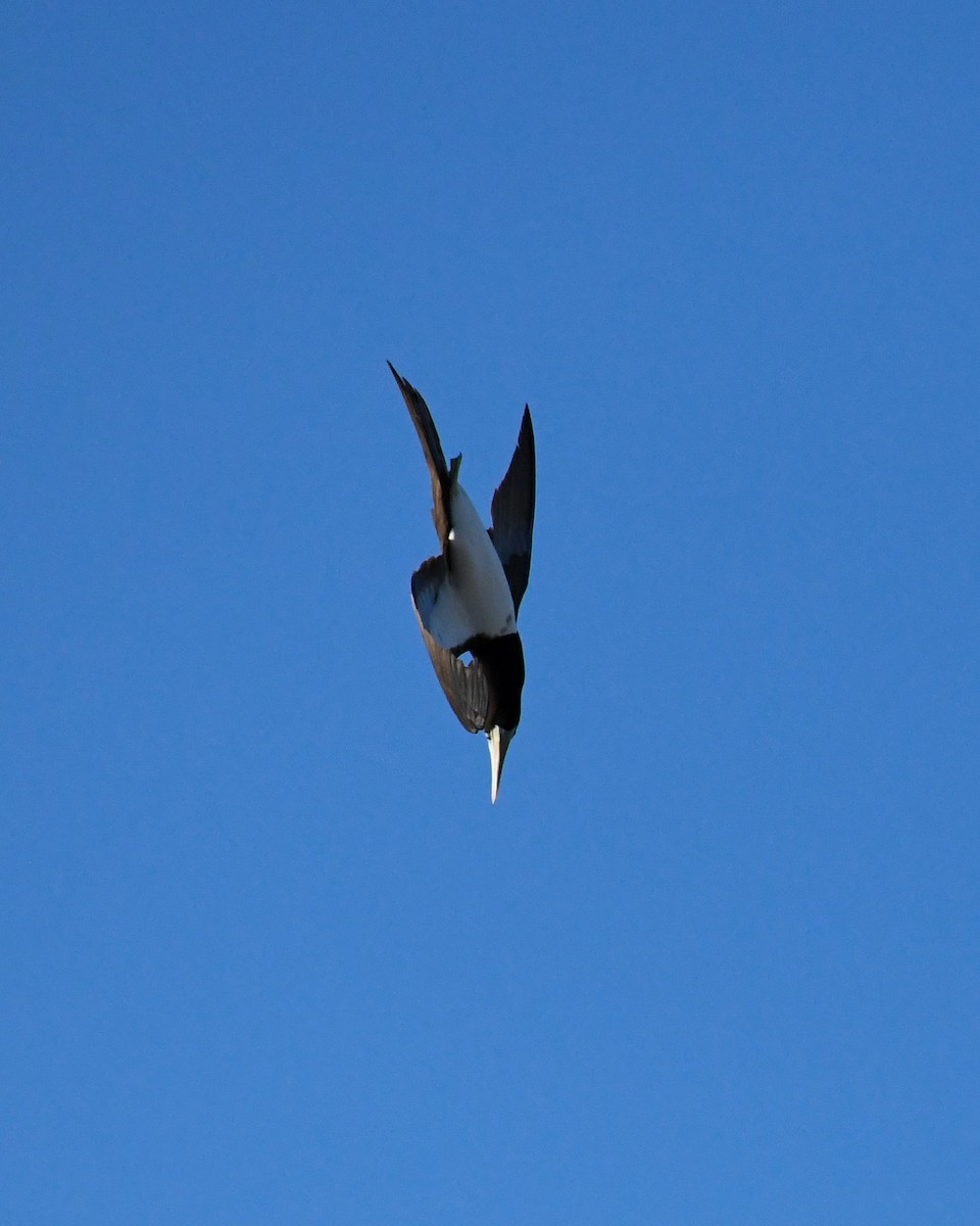 Brown Booby - ML588659681