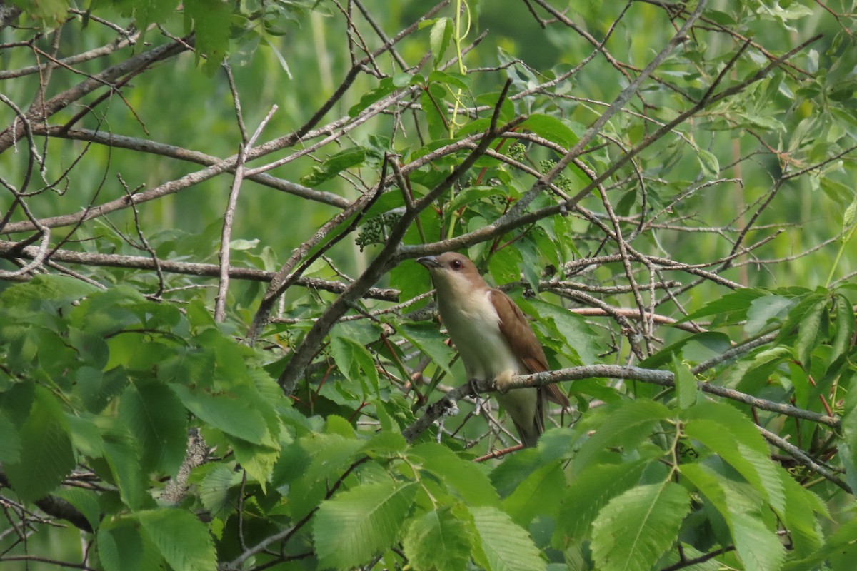 Black-billed Cuckoo - Rachel Lewis