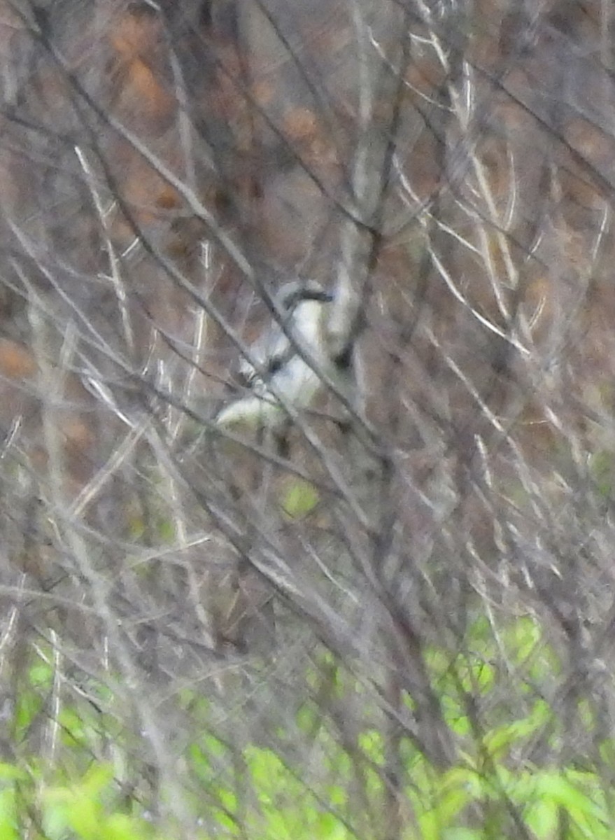 Loggerhead Shrike - Susan Hedman