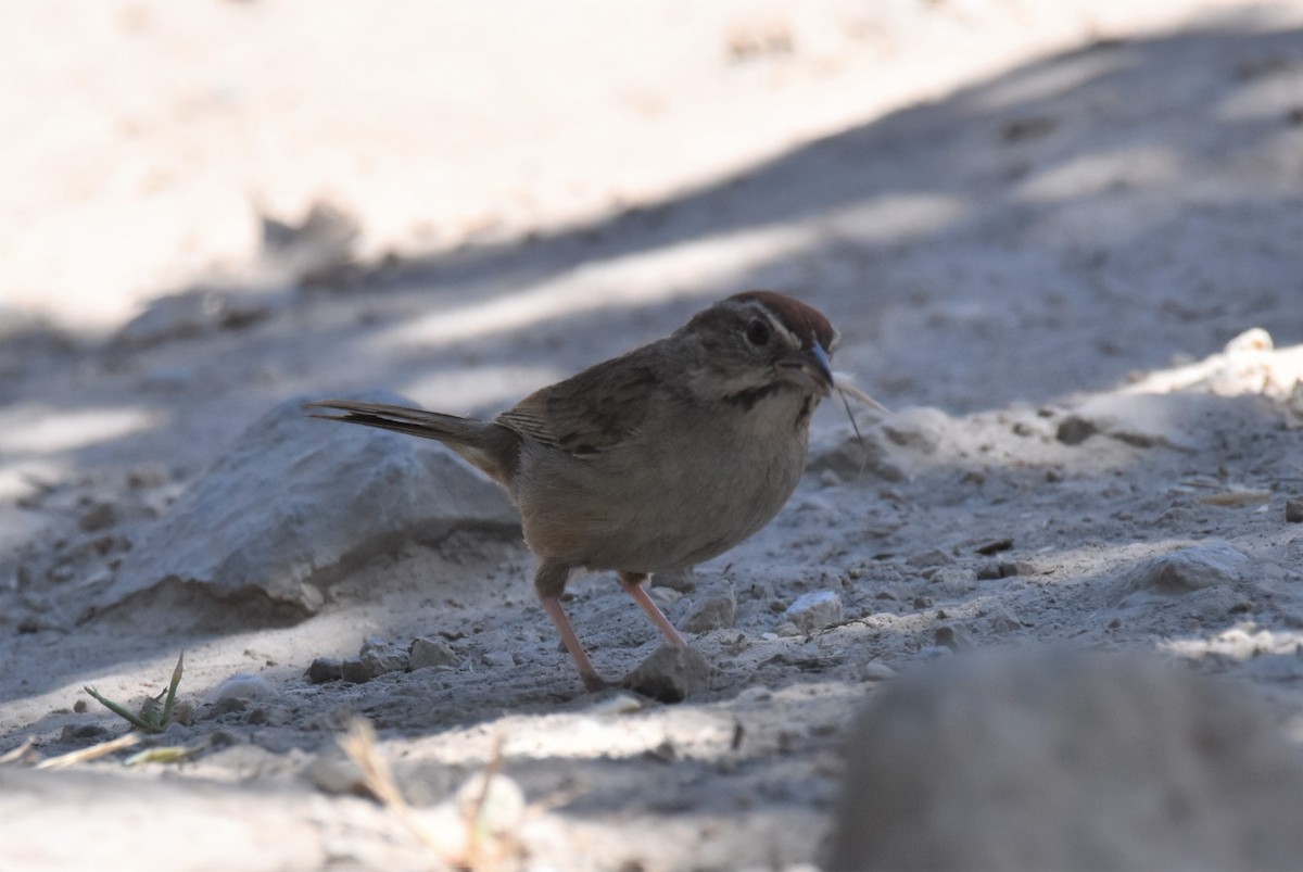 Rufous-crowned Sparrow - ML588661531