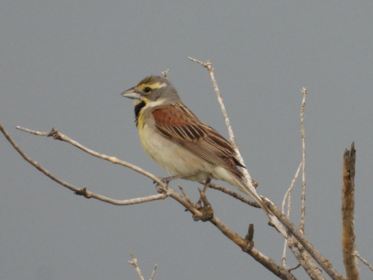 Dickcissel - ML588661791