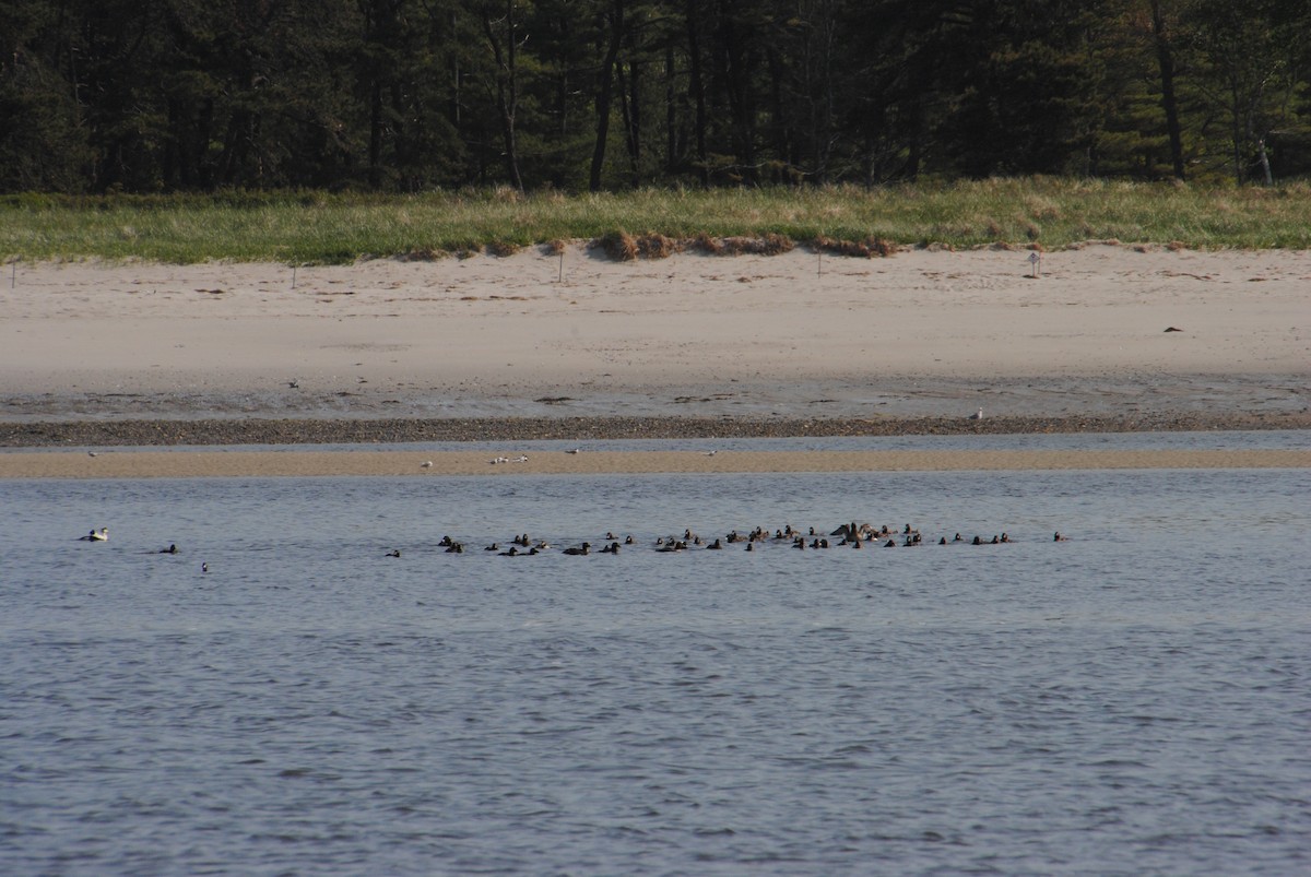 White-winged Scoter - ML588661901