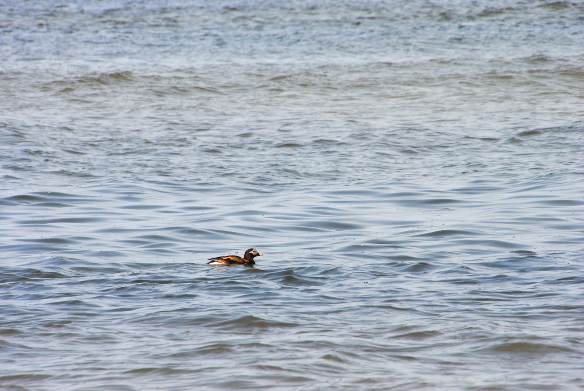 Long-tailed Duck - ML588662261