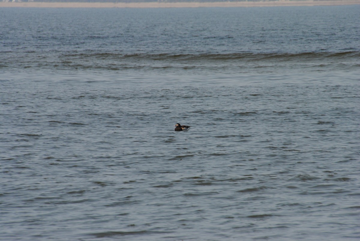 Long-tailed Duck - ML588662271