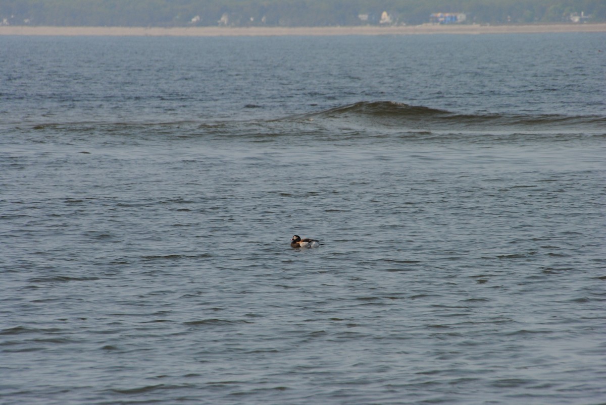 Long-tailed Duck - ML588662281