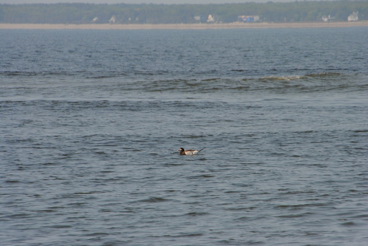 Long-tailed Duck - ML588662291