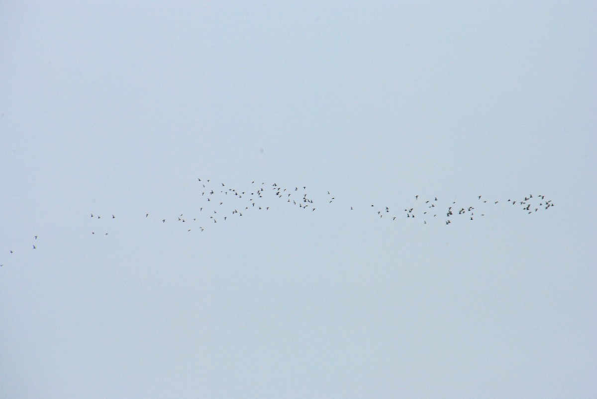 Black-bellied Plover - ML588662391