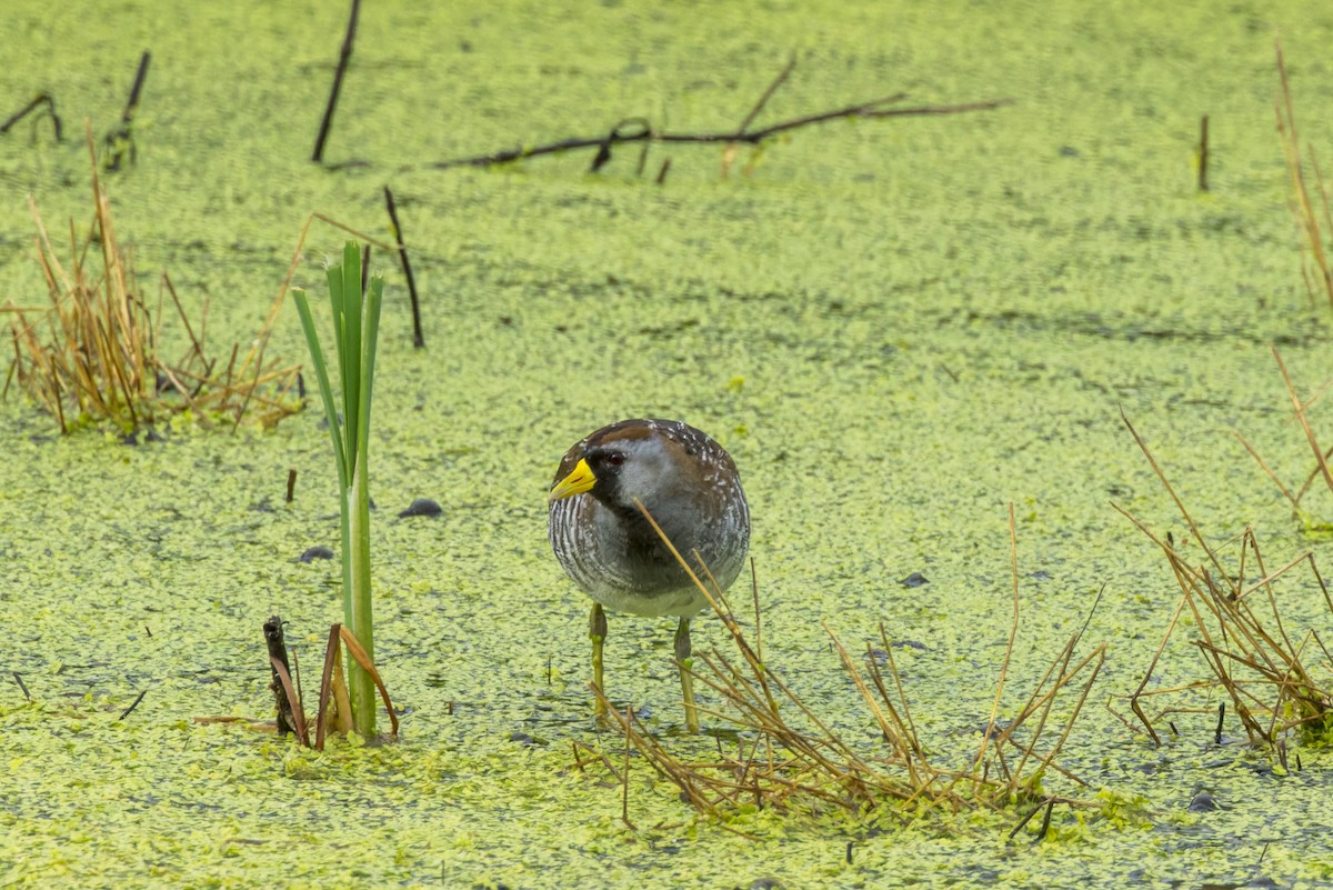 Polluela Sora - ML588662691