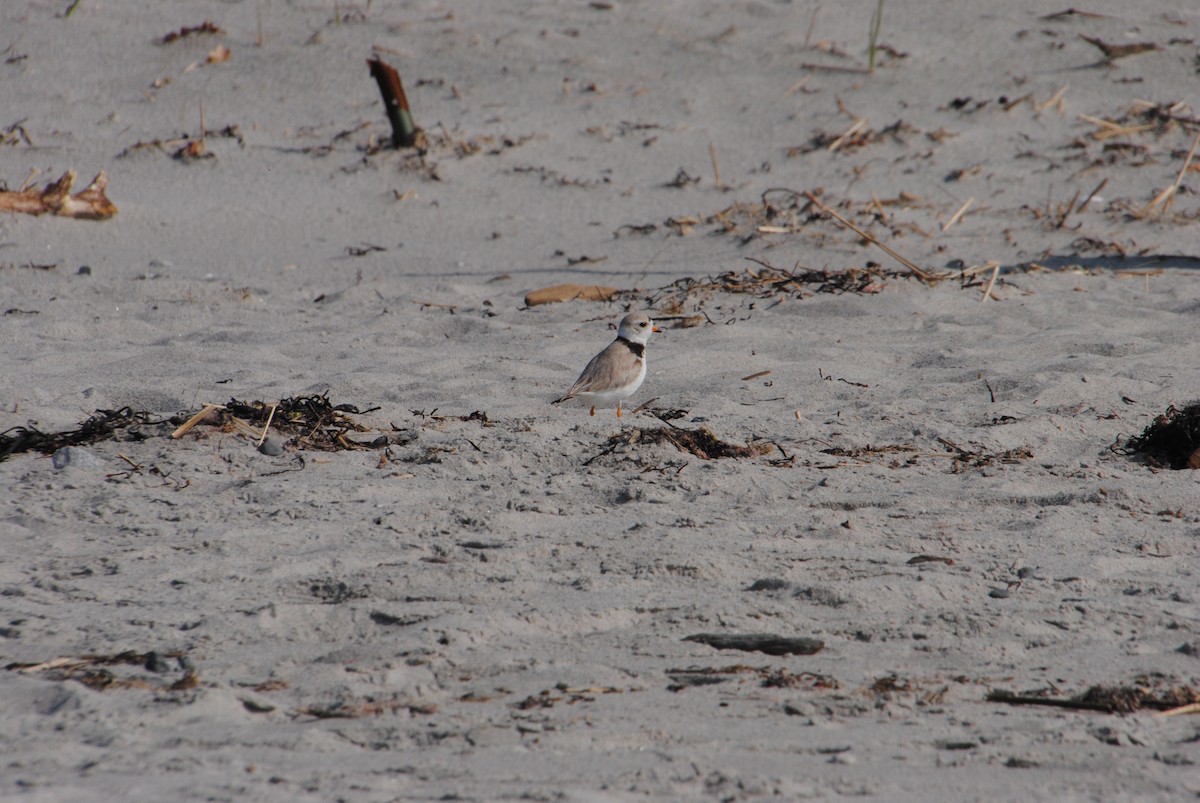 Piping Plover - ML588662761