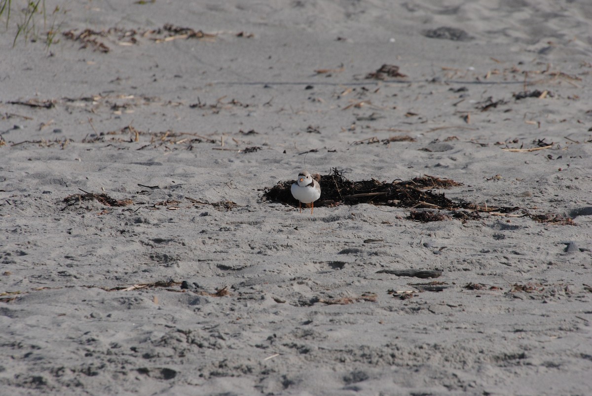 Piping Plover - ML588662791