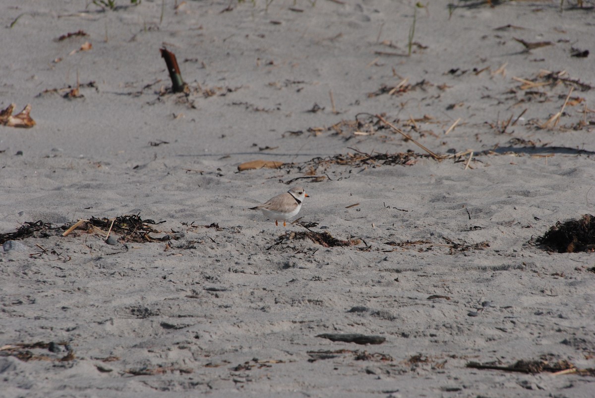 Piping Plover - ML588662801