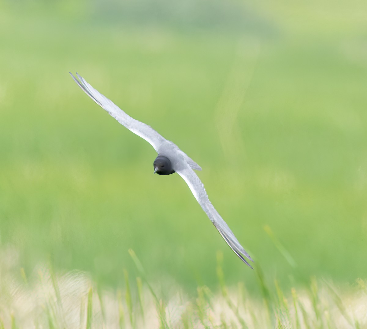 Black Tern - ML588662931