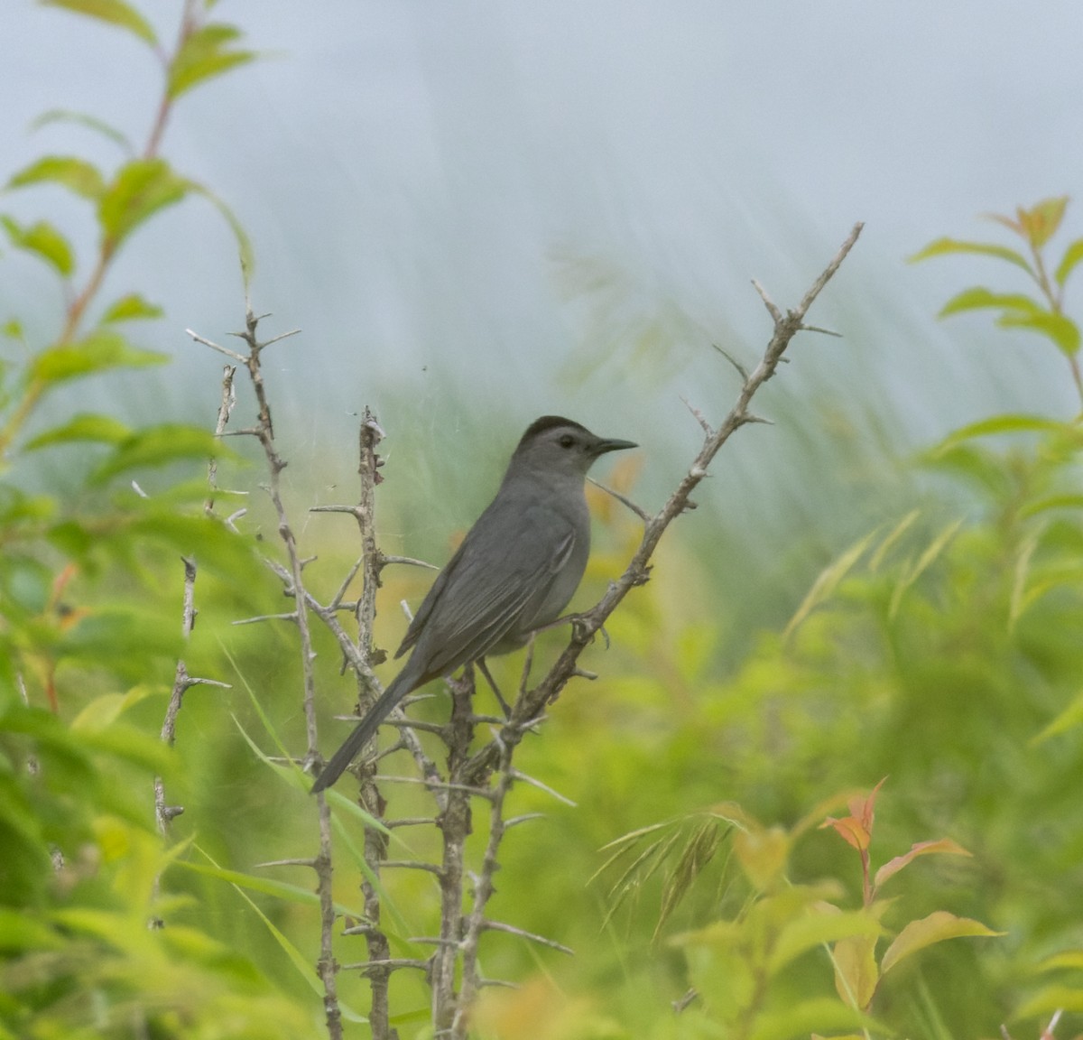 Gray Catbird - ML588663121