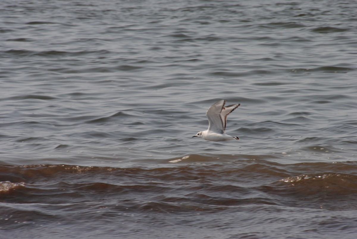 Bonaparte's Gull - ML588663161