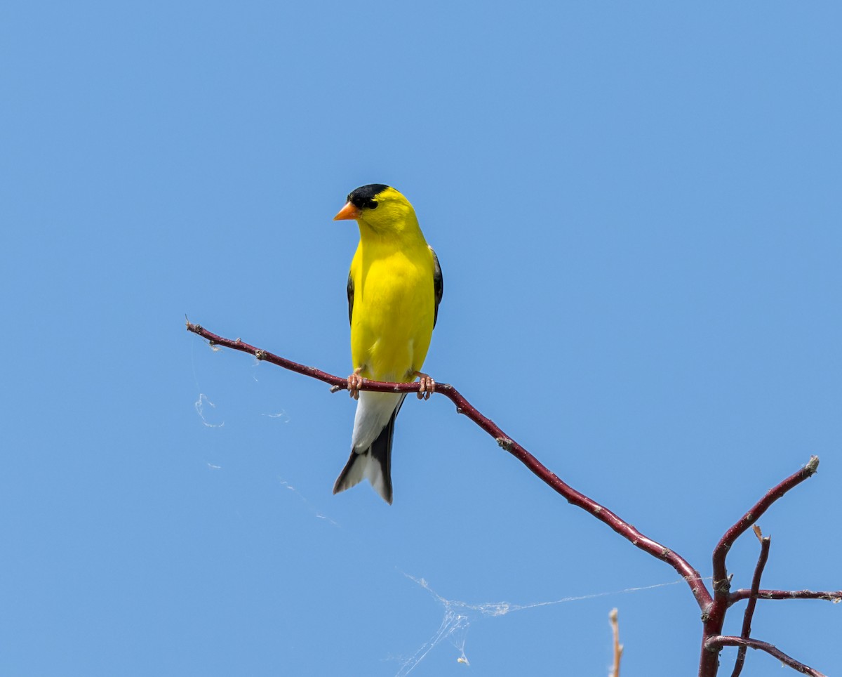 American Goldfinch - ML588663191