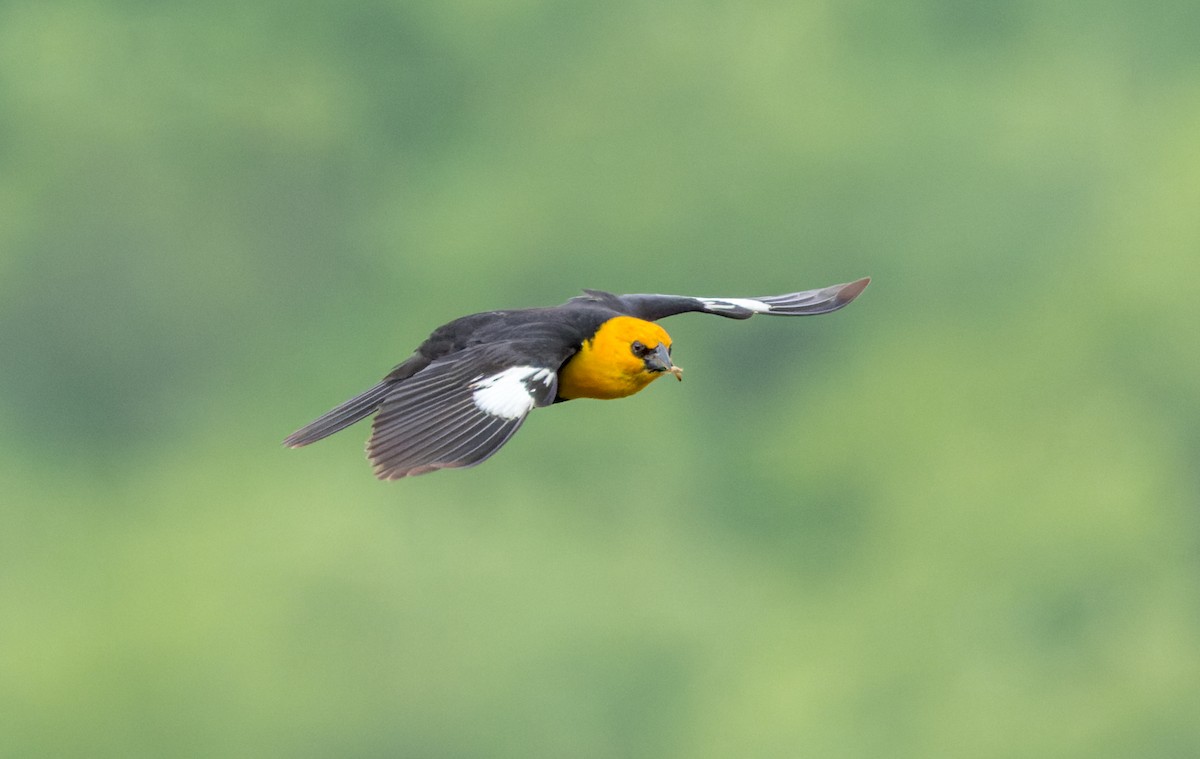 Yellow-headed Blackbird - ML588663321