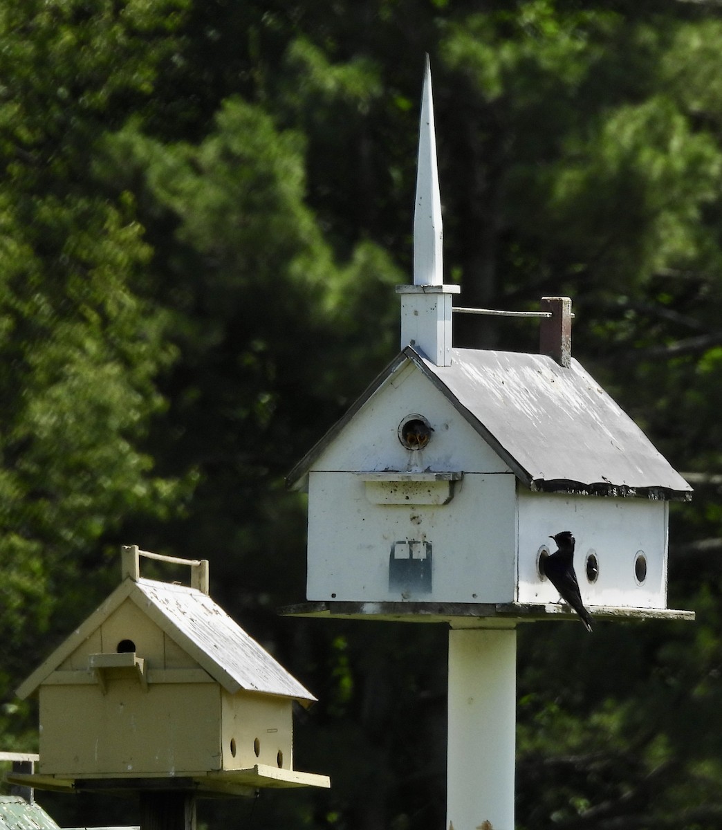 Purple Martin - ML588664401