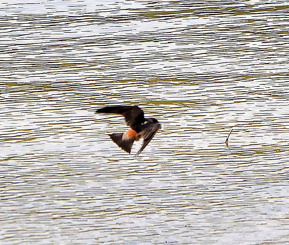 Cliff Swallow - Mark McConaughy